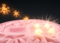 Thyroid Hormone Carrier TTR Pushes Young Brain Stem Cells Toward Differentiation in Mice