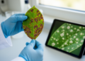 AI Learns to Read the Fine Print of Bacterial and Fungal Leaf Disease