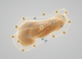 Alpha-Emitting Prostate Cancer Therapy 212Pb-ADVC001 Well Tolerated in First-in-Human Trial