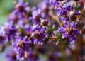 Thyme Compounds Outperform Curcumin in Simulations Against Flu Protein