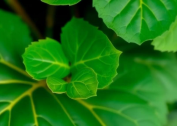 Sweetpotato Leaves Revealed as Potent Fat-Blocking Compounds Vary by Variety