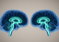 Brain ventricle size drives variability in a popular MRI marker of fluid transport