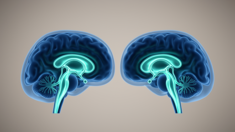 Brain ventricle size drives variability in a popular MRI marker of fluid transport