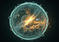 Cell Study Finds lncRNA-Derived Peptide Curbs IL6-Driven Inflammation via HMGA2
