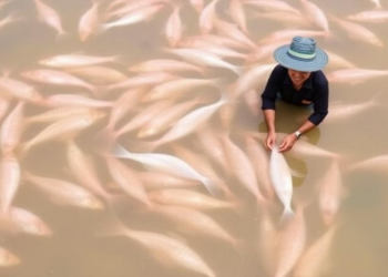 Stirling-led £2.4M project targets antibiotic resistance in Vietnam's catfish farms