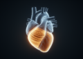 Left atrial strain lower before atrial fibrillation appears after cryptogenic stroke