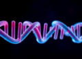 Telomere Gene NHP2 Linked to Nerve-Driven Muscle Wasting in Rare Family Study