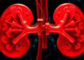How Broken Mitochondria Drive the Scarring That Slowly Kills the Kidneys