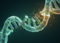 Herbal pair weakens DNA repair and boosts 5-FU against colorectal cancer