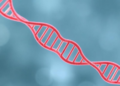 X chromosome study reveals new genetic links to dietary intake