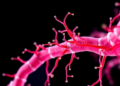 Vascular Receptor TLR4 Emerges as a Master Switch Between Vascular Aging and Targeted Senotherapeutics