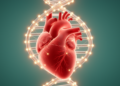 Massive Genetic Map Pinpoints 1,757 Heart Rhythm Variants Linked to Sudden Death