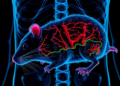 Transplant Drug Rewires Prostate Tissue in Two Distinct Phases, Rat Study Finds