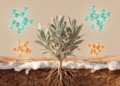 Four Chemical Markers Reveal How Desert Medicinal Plant Adapts to Saline-Alkali Soil