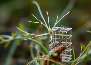 Plant Fibers Meet Tiny Metal Cages to Hunt Down Farm Chemical Pollution