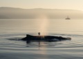 Satellite tags reveal first tracked movements of minke whales off the US East Coast