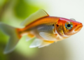 Herbal Tea Extract Shows Promise Against Diabetic Eye Disease in Zebrafish Study