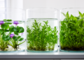 Water hyacinth loses out to two introduced aquatic plants in mixed-culture experiment