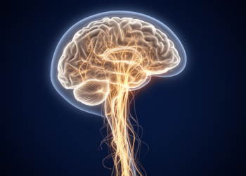 Brain's Motor Hierarchy Collapses in Early ALS, Imaging Study Finds