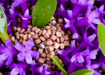 Invasive Water Hyacinth Transformed Into Pellets That Scrub Dye From Wastewater