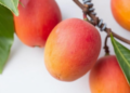Cutting Fertilizer by Half Could Make Mangoes Sweeter, Study Finds