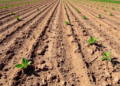 New Integrated Scoring Tool Tracks Drought, Salt, and Water Stress in Uzbekistan's Farmland