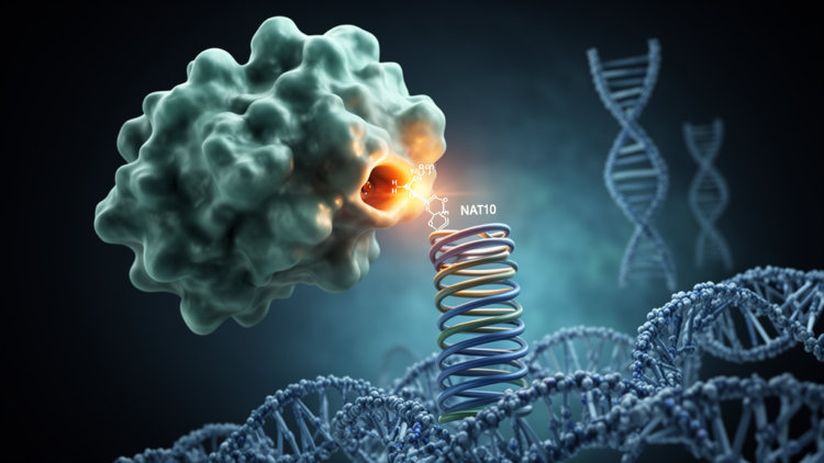 NAT10 enzyme adds ketone-derived tag to histones to speed DNA replication