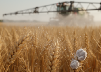 Fungicides on wheat reshape fungal communities and shift mycotoxin risks