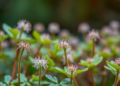 Hidden Microbial Partners May Drive Selenium Superpowers in Chinese Plant