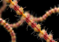 Major Funding Push Aims to Crack the Genomic Secrets of Earth's Most Overlooked Life Forms