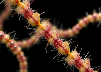 Major Funding Push Aims to Crack the Genomic Secrets of Earth's Most Overlooked Life Forms
