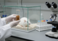 African Walnut Seed Meal Alters PSA and Cholesterol in Rats with Induced Prostate Enlargement