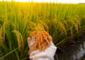 Foliar nitrogen and phosphorus boosts rice yield and grain quality in field trial