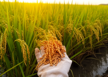 Foliar nitrogen and phosphorus boosts rice yield and grain quality in field trial