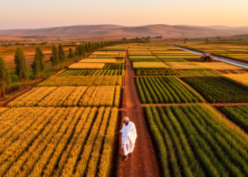 Ethiopia's Cluster Farming Reviewed: Five Forces Shaping Smallholder Transformation