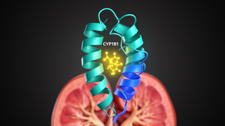 Computational Study Points to CYP1B1 as Kaempferol Target in Renal Fibrosis
