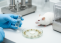 Experimental Antifungal ISFP10 Shows Potent Candida Activity and Safe Profile in Mice