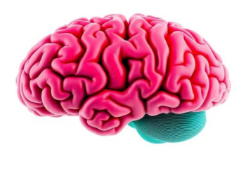 Aging Brains Work Harder to Answer the Question: Who Am I?