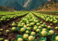 Hidden Maps Beneath Himalayan Cauliflower Fields Reveal Where Soil Nutrients Cluster