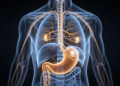 NIH's SPARC Program Ends After a Decade of Mapping Nerves and Building Open Bioelectronic Tools