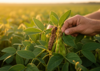 Transformer-based detector spots camouflaged soybean pests more accurately