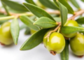 Olive Leaf Extracts Show Potent Antioxidant and Diuretic Potential in Green Extraction Study