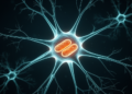 Removing Prion Protein from Human Astrocytes Alters Reactivity and Mitochondria but Not Neuronal Support