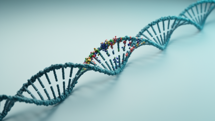 New k-mer estimators untangle substitutions, insertions and deletions in evolving genomes