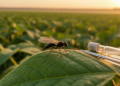 Two New Parasitoid Wasp Species Discovered in Argentine Crop Fields
