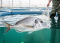 Season beats diet: temperature drives farmed seabream microbiomes
