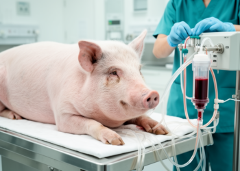 Dialysis-Based Iron Removal Shows Feasibility in Pig Model of Sepsis-Linked Kidney Injury