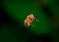 Genomes Show Fiji's Tiny Canopy Bees Have Lost 99% of Their Population