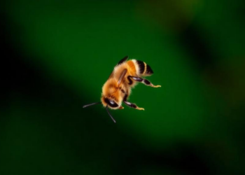 Genomes Show Fiji's Tiny Canopy Bees Have Lost 99% of Their Population