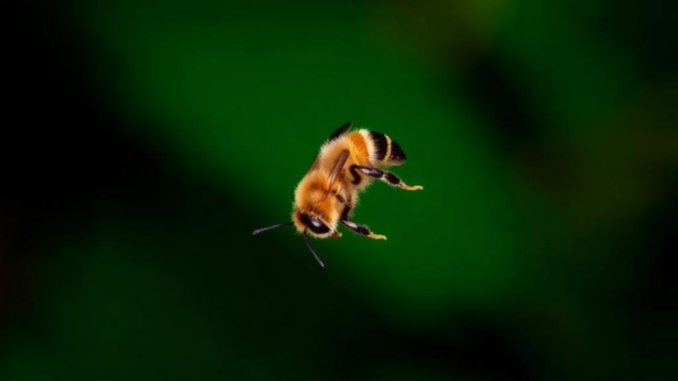 Genomes Show Fiji's Tiny Canopy Bees Have Lost 99% of Their Population